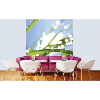 Vízes növény, poszter tapéta 225*250 cm