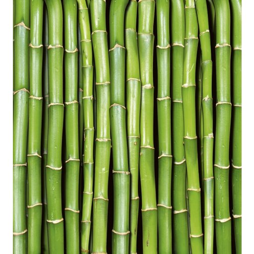 Zöld növény, poszter tapéta 225*250 cm