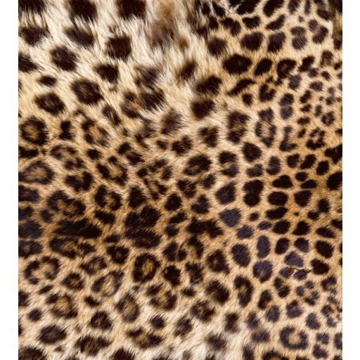 Leopárd, poszter tapéta 225*250 cm