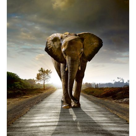 Elefánt az úton, poszter tapéta 225*250 cm