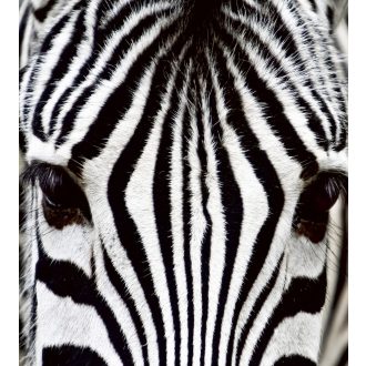 Zebra, poszter tapéta 225*250 cm