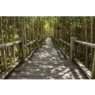 Út az erdőben, poszter tapéta 375*250 cm