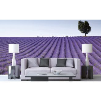 Levendulaföld, poszter tapéta 375*250 cm