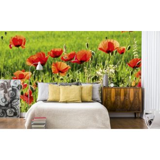 Pipacsok a mezőn, poszter tapéta 375*250 cm