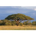 Fa széles lombbal, poszter tapéta 375*250 cm