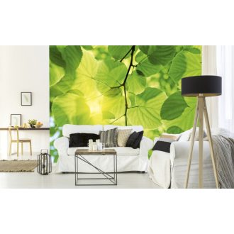 Falevelek közelsége, poszter tapéta 375*250 cm