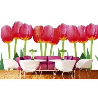 Tulipánszálak, poszter tapéta 375*250 cm