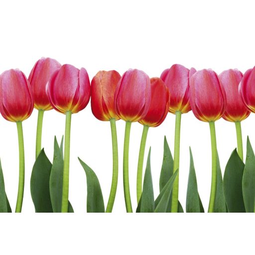 Tulipánszálak, poszter tapéta 375*250 cm