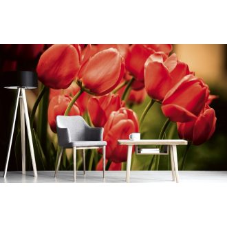 Piros tulipánok, poszter tapéta 375*250 cm