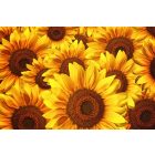 Napraforgó virágok, poszter tapéta 375*250 cm