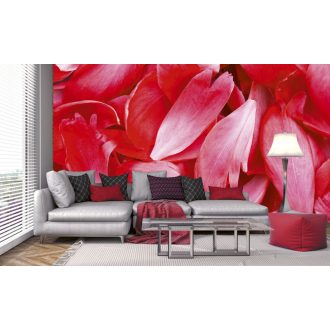 Virágszirmok, poszter tapéta 375*250 cm