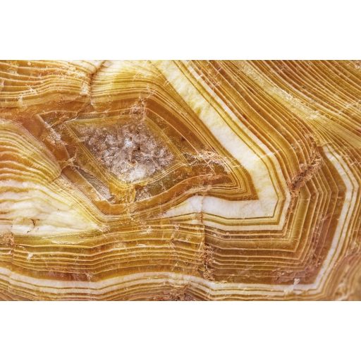 Közeli fa részlet, poszter tapéta 375*250 cm