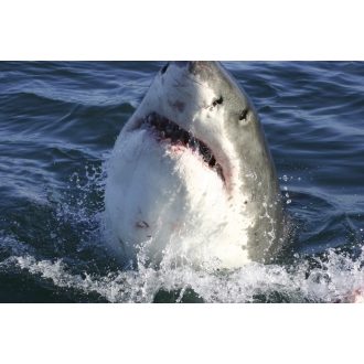 Cápa, poszter tapéta 375*250 cm