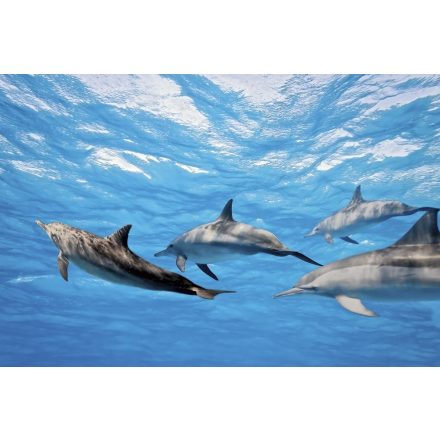 Delfinek a víz alatt, poszter tapéta 375*250 cm
