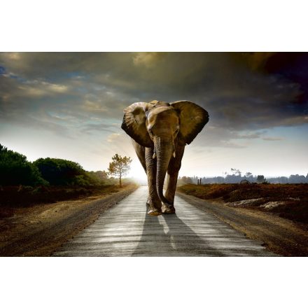 Elefánt az úton, poszter tapéta 375*250 cm