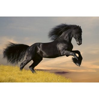 Ló, poszter tapéta 375*250 cm