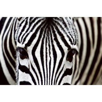 Zebra, poszter tapéta 375*250 cm