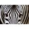 Zebra, poszter tapéta 375*250 cm