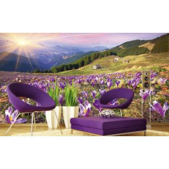 Krókuszok, poszter tapéta 375*250 cm