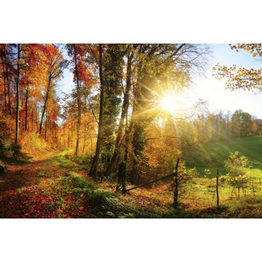 Erdei panoráma ősszel, poszter tapéta 375*250 cm