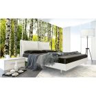 Nyírfa erdő, poszter tapéta 375*250 cm
