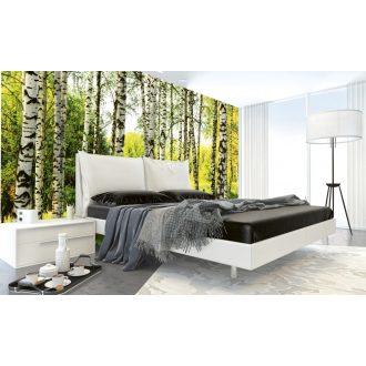 Nyírfa erdő, poszter tapéta 375*250 cm