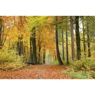 Őszi erdőben, poszter tapéta 375*250 cm