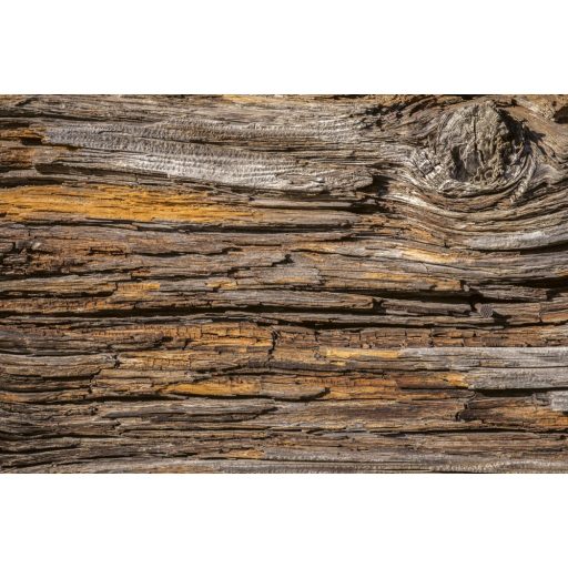 Öreg fa, poszter tapéta 375*250 cm