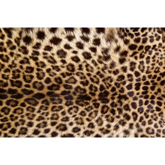 Leopárd, poszter tapéta 375*250 cm